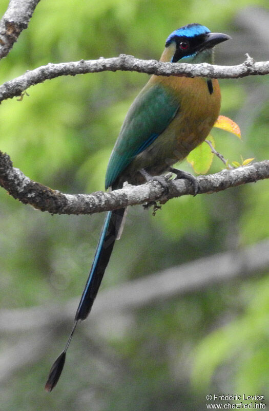 Motmot de Lessonadulte, identification