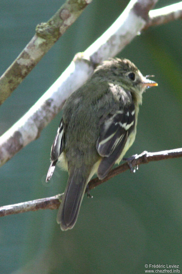 Moucherolle à ventre jauneadulte, identification