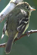 Yellow-bellied Flycatcher