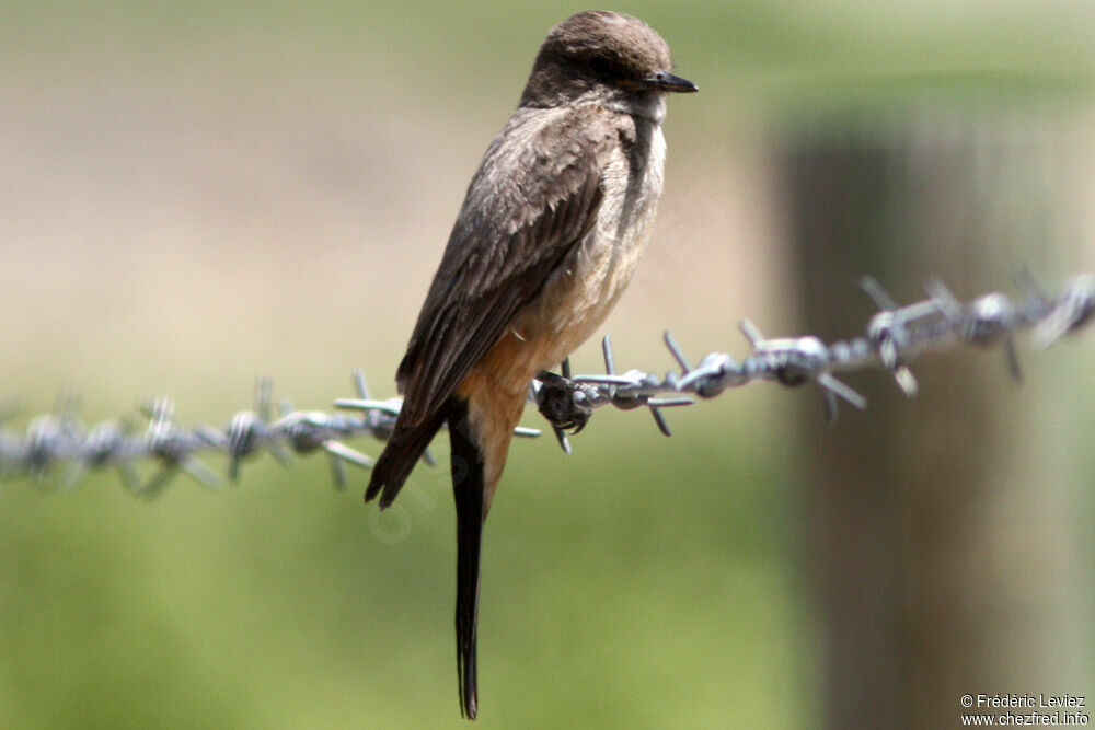 Say's Phoebeadult, identification