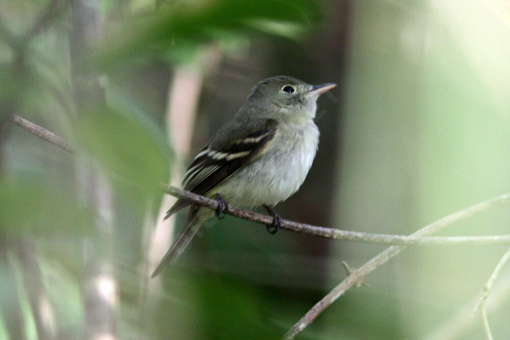 Moucherolle des aulnesadulte, identification