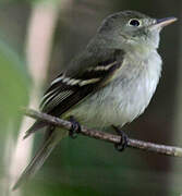 Alder Flycatcher