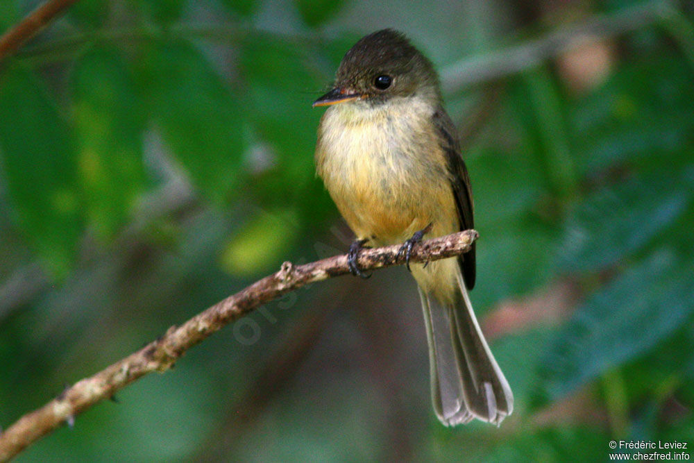 Lesser Antillean Peweeadult, identification