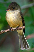 Lesser Antillean Pewee