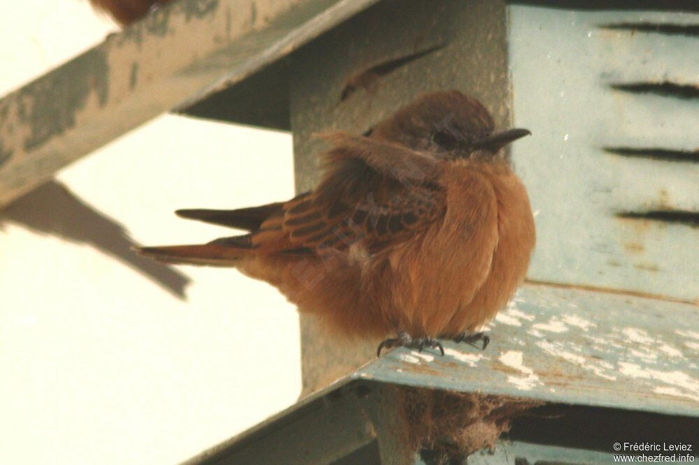 Cliff Flycatcheradult, identification