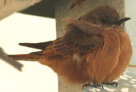 Cliff Flycatcher