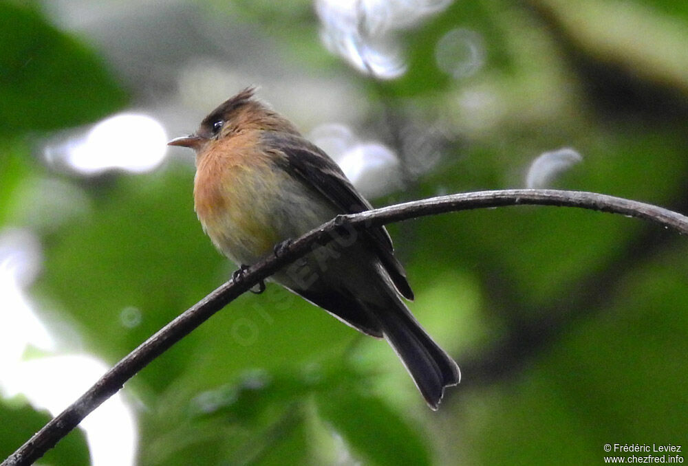 Northern Tufted Flycatcheradult, identification