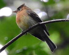 Northern Tufted Flycatcher