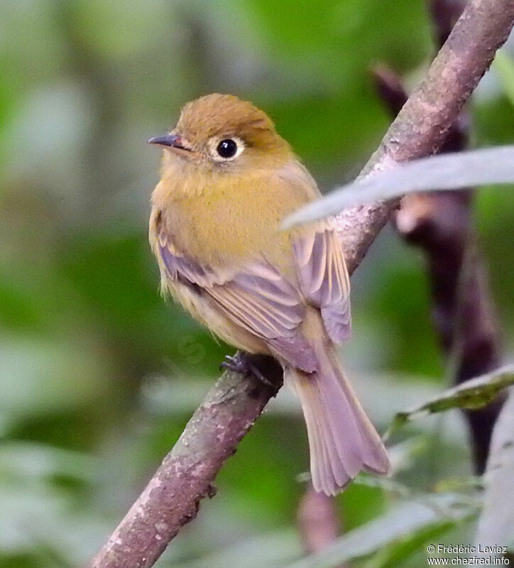 Yellowish Flycatcheradult, identification