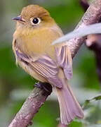 Yellowish Flycatcher