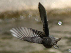 Black Phoebe