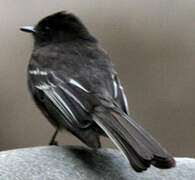 Black Phoebe