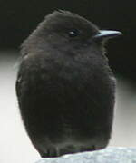 Black Phoebe