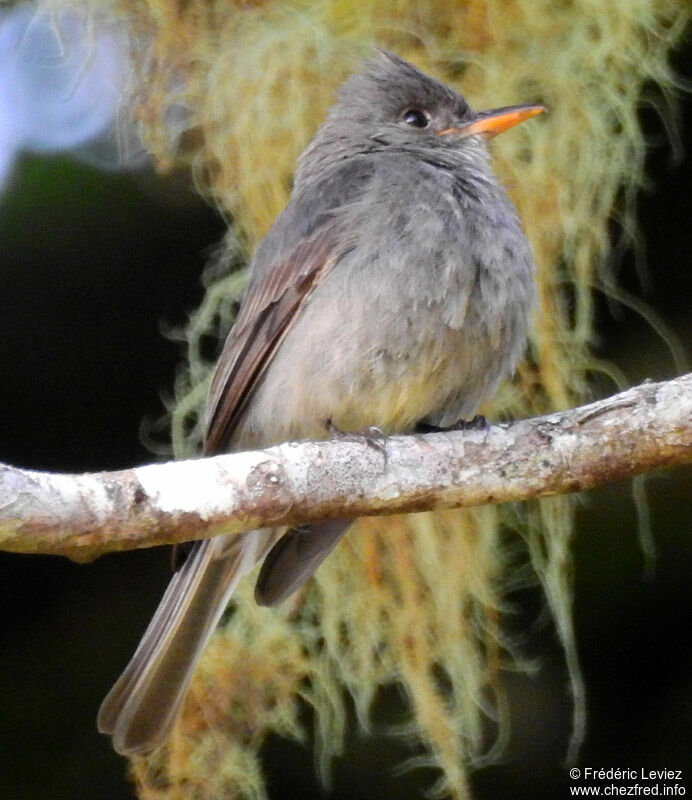 Dark Pewee