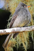 Dark Pewee