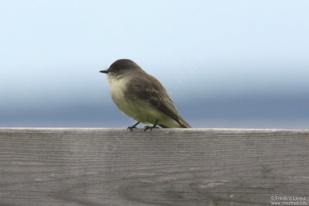 Eastern Phoebe