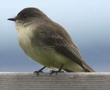 Eastern Phoebe