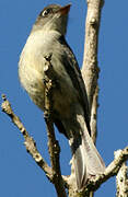 Cuban Pewee