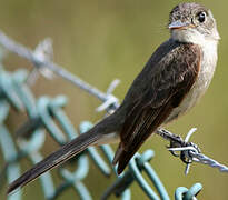 Cuban Pewee