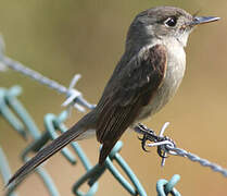 Cuban Pewee