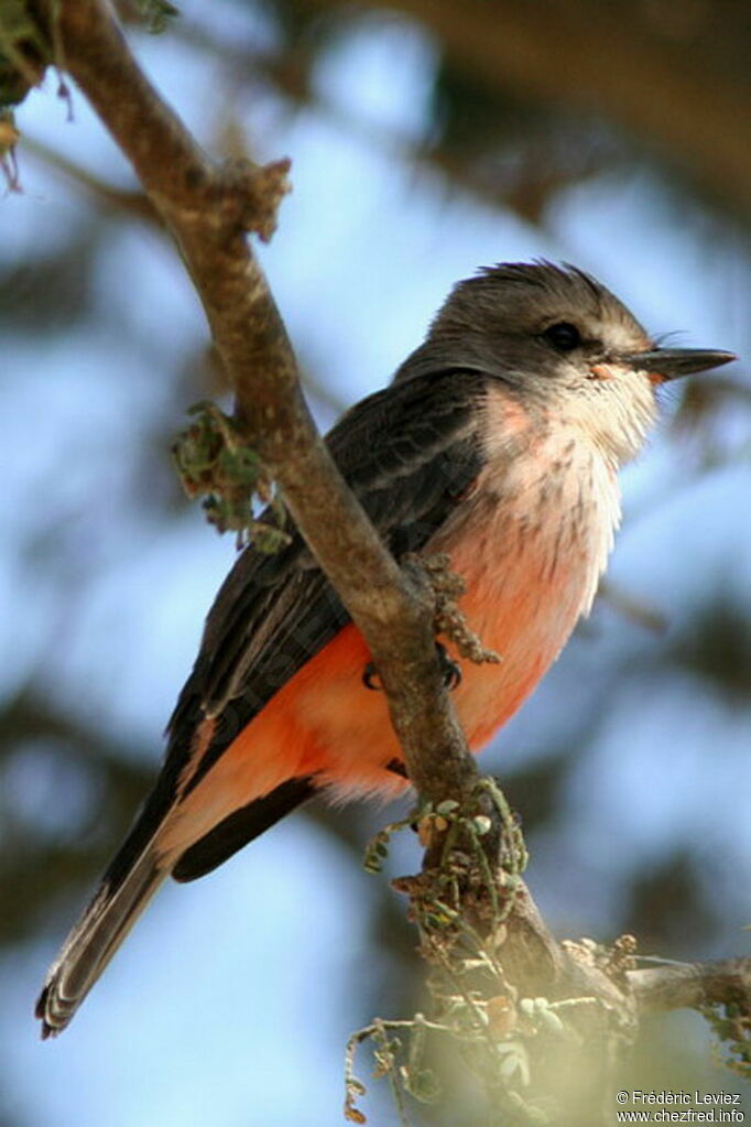 Vermilion Flycatcher female