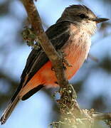 Vermilion Flycatcher