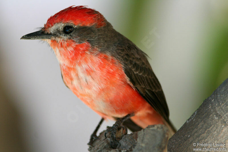 Vermilion Flycatcher male