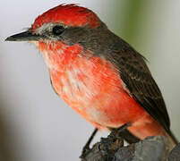 Vermilion Flycatcher