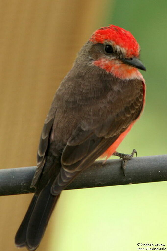 Vermilion Flycatcher male