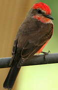 Vermilion Flycatcher