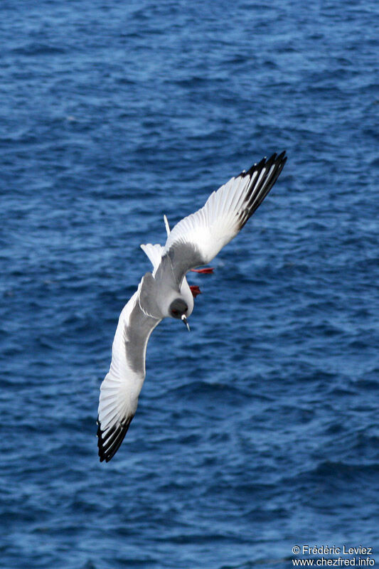 Mouette à queue fourchueadulte