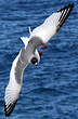 Mouette à queue fourchue