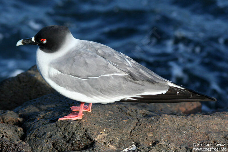 Mouette à queue fourchueadulte