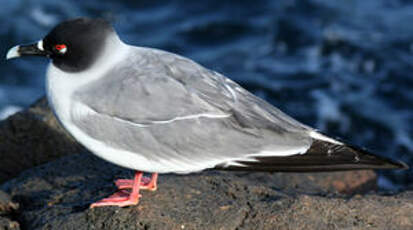 Mouette à queue fourchue