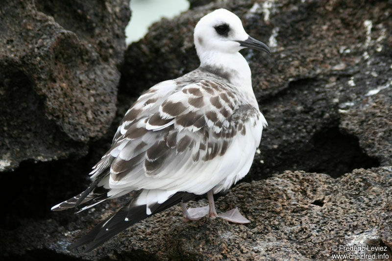 Mouette à queue fourchue1ère année