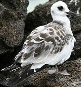 Swallow-tailed Gull