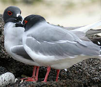 Swallow-tailed Gull