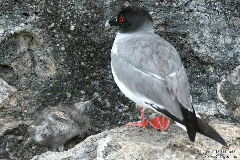 Mouette à queue fourchueadulte