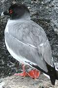 Mouette à queue fourchue