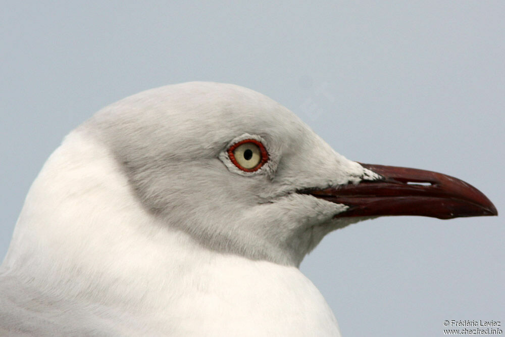 Mouette à tête griseadulte, identification