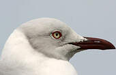 Mouette à tête grise