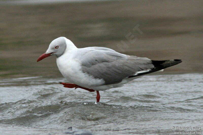 Grey-headed Gulladult breeding