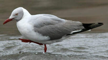 Mouette à tête grise