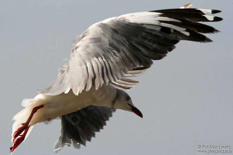 Mouette à tête griseadulte