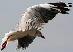 Grey-headed Gull