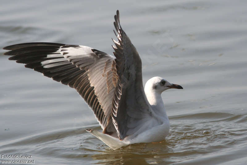 Mouette à tête grisejuvénile, composition, pigmentation