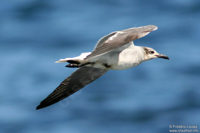 Laughing Gull