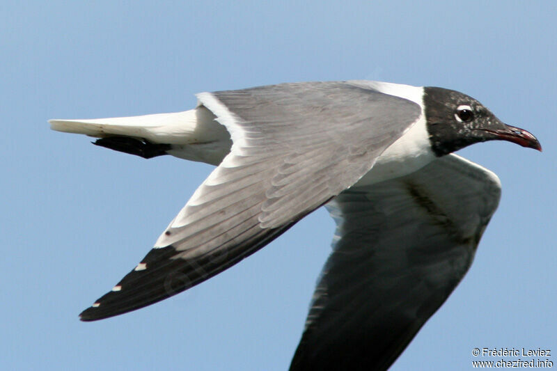 Mouette atricilleadulte nuptial