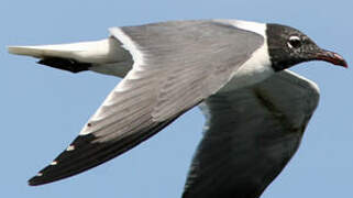 Mouette atricille