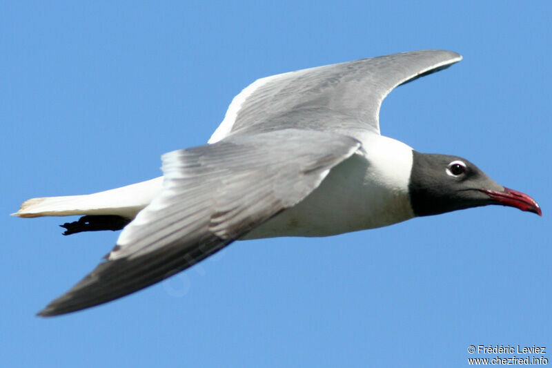 Mouette atricilleadulte nuptial